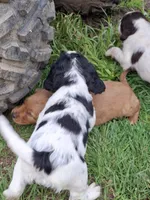 Tracker, a female English Springer Spaniel for sale in Corry, PA – Photo 5 of 5