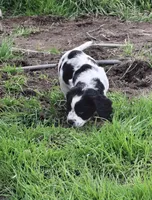 Tracker, a female English Springer Spaniel for sale in Corry, PA – Photo 2 of 5