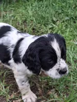 Tracker, a female English Springer Spaniel for sale in Corry, PA – Photo 3 of 5