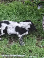 Tracker, a female English Springer Spaniel for sale in Corry, PA – Photo 4 of 5