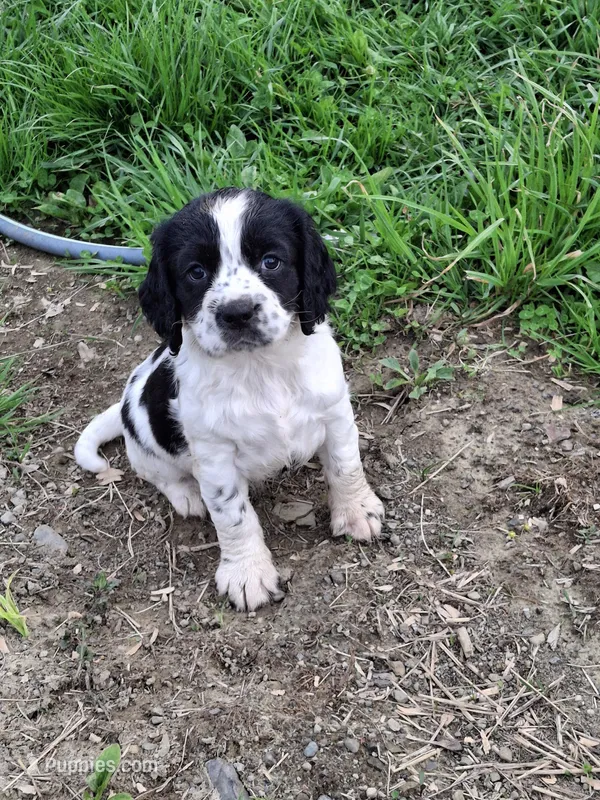 Tracker – English Springer Spaniel puppy for sale in Corry, PA