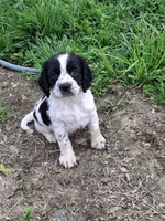 Tracker, a female English Springer Spaniel for sale in Corry, PA – Photo 1 of 5