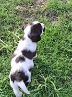 Bongo, a male English Springer Spaniel for sale in Corry, PA – 2 of 6