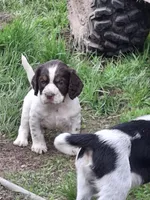 Barnaby, a male English Springer Spaniel for sale in Corry, PA – Photo 2 of 4