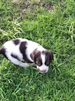 Barnaby, a male English Springer Spaniel for sale in Corry, PA – Photo 4 of 4