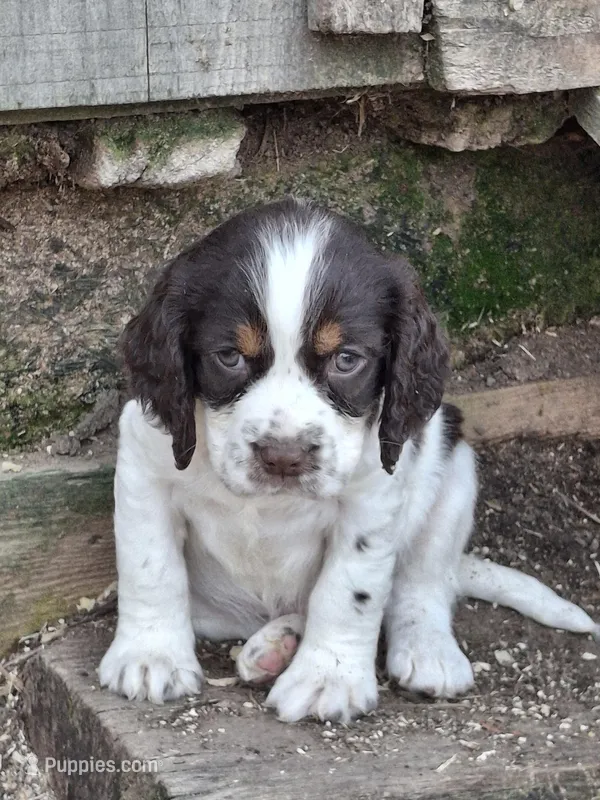 Barnaby – English Springer Spaniel puppy for sale in Corry, PA
