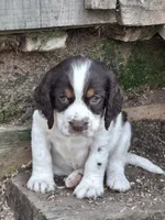 Barnaby, a male English Springer Spaniel for sale in Corry, PA – Photo 1 of 4