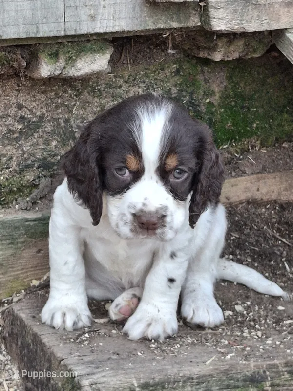 Bridget – English Springer Spaniel puppy for sale in Corry, PA