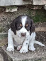 Bridget, a female English Springer Spaniel for sale in Corry, PA – 1 of 4