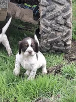 Bridget, a female English Springer Spaniel for sale in Corry, PA – 3 of 4