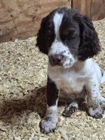 Bongo AKA "Stash", a male English Springer Spaniel for sale in Corry, PA – 2 of 8
