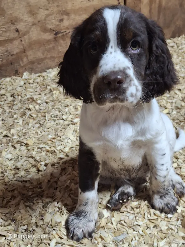Bongo AKA "Stash" – English Springer Spaniel puppy on hold in Corry, PA