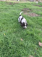 Bongo, a male English Springer Spaniel for sale in Corry, PA – 6 of 6