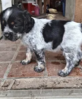 Bravo, a male English Springer Spaniel for sale in Corry, PA – Photo 5 of 7