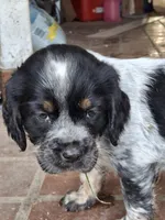 Bravo, a male English Springer Spaniel for sale in Corry, PA – Photo 6 of 7
