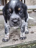 Bravo, a male English Springer Spaniel for sale in Corry, PA – Photo 2 of 7