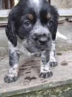 Bravo, a male English Springer Spaniel for sale in Corry, PA – Photo 4 of 7