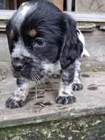 Bravo, a male English Springer Spaniel for sale in Corry, PA – Photo 3 of 7