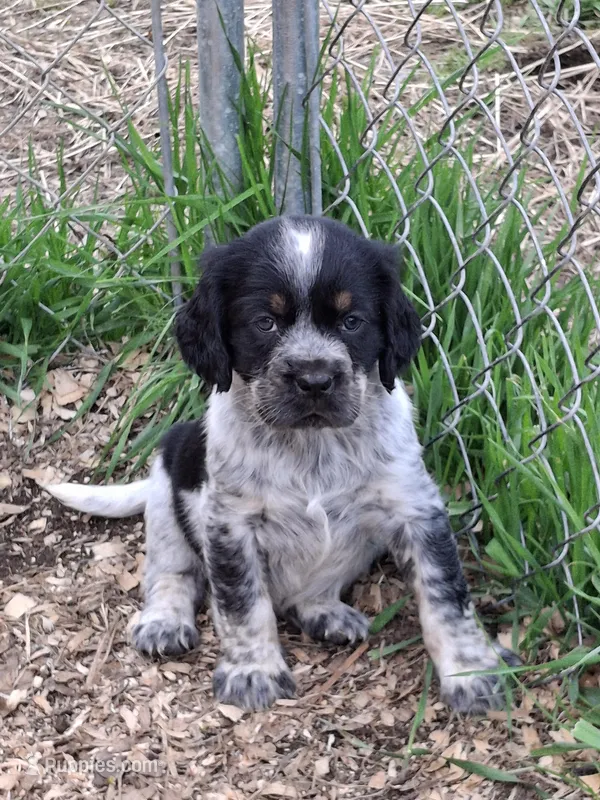 Bravo – English Springer Spaniel puppy for sale in Corry, PA