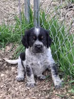 Bravo, a male English Springer Spaniel for sale in Corry, PA – Photo 1 of 7