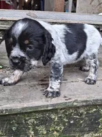 Bravo, a male English Springer Spaniel for sale in Corry, PA – Photo 7 of 7