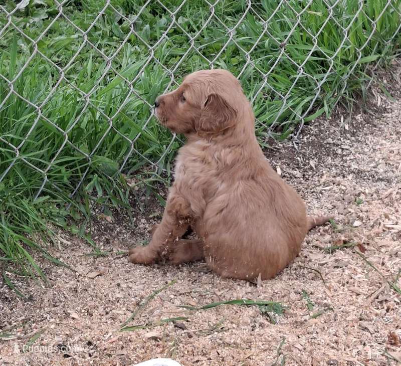 Golden Boy, a male English Springer Spaniel and Golden Retriever for sale in Corry, PA – Photo 1 of 4