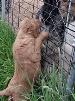 Golden Boy, a male English Springer Spaniel and Golden Retriever for sale in Corry, PA – Photo 4 of 4