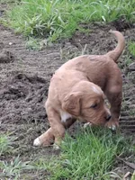 Golden Boy, a male English Springer Spaniel and Golden Retriever for sale in Corry, PA – Photo 2 of 4