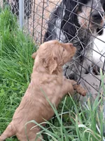 Golden Boy, a male English Springer Spaniel and Golden Retriever for sale in Corry, PA – Photo 3 of 4