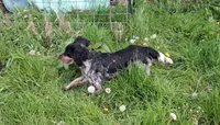 Blue Roan Boy, a male English Springer Spaniel for sale in Corry, PA – 3 of 3