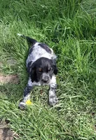 Blue Roan Boy, a male English Springer Spaniel for sale in Corry, PA – 2 of 3