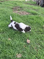 Benson, a male English Springer Spaniel for sale in Corry, PA – Photo 5 of 7