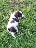 Benson, a male English Springer Spaniel for sale in Corry, PA – Photo 2 of 7