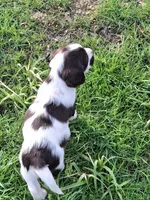 Benson, a male English Springer Spaniel for sale in Corry, PA – Photo 3 of 7