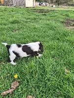 Benson, a male English Springer Spaniel for sale in Corry, PA – Photo 4 of 7
