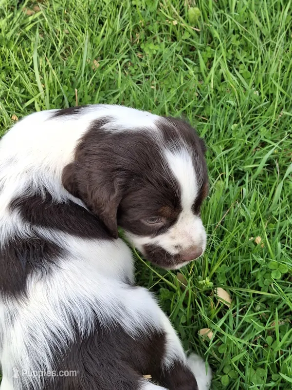 Benson – English Springer Spaniel puppy for sale in Corry, PA