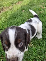 Bongo, a male English Springer Spaniel for sale in Corry, PA – 5 of 6