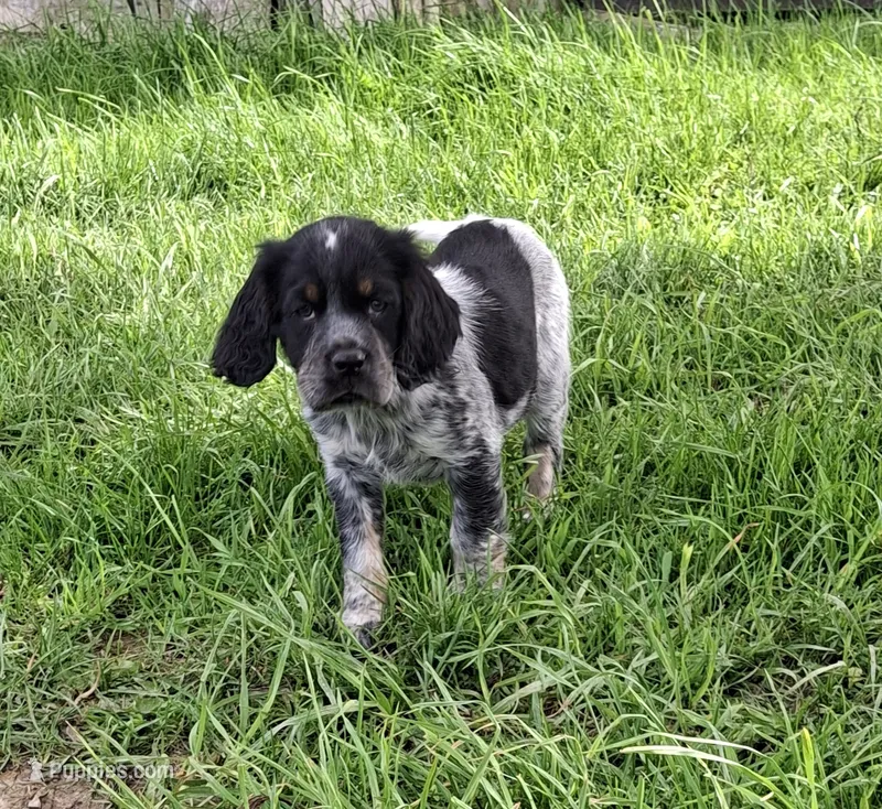 Bravo – English Springer Spaniel puppy for sale in Corry, PA