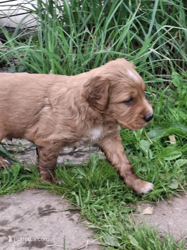 Golden Girl – English Springer Spaniel, Golden Retriever puppy for sale in Corry, PA