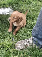 Golden Girl, a female English Springer Spaniel and Golden Retriever for sale in Corry, PA – Photo 2 of 6