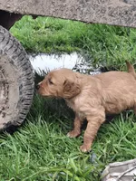 Golden Girl, a female English Springer Spaniel and Golden Retriever for sale in Corry, PA – Photo 5 of 6