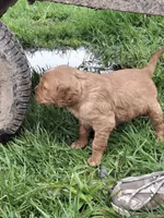 Golden Girl, a female English Springer Spaniel and Golden Retriever for sale in Corry, PA – Photo 4 of 6