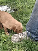 Golden Girl, a female English Springer Spaniel and Golden Retriever for sale in Corry, PA – Photo 3 of 6