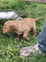 Golden Girl, a female English Springer Spaniel and Golden Retriever for sale in Corry, PA – Photo 6 of 6