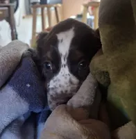 Bridget, a female English Springer Spaniel for sale in Corry, PA – 2 of 4