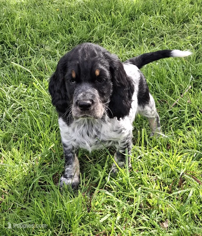 Blue Roan Boy – English Springer Spaniel puppy for sale in Corry, PA