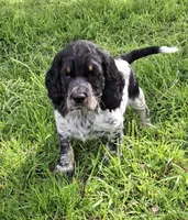 Blue Roan Boy, a male English Springer Spaniel for sale in Corry, PA – 1 of 3