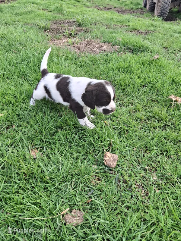 Bongo – English Springer Spaniel puppy for sale in Corry, PA
