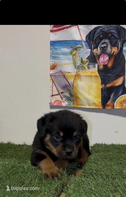 Green Boy – Rottweiler puppy for sale in West Palm Beach, FL