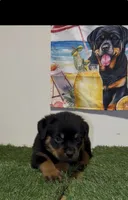 Green Boy, a male Rottweiler for sale in West Palm Beach, FL – 1 of 10